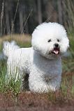 BICHON FRISE 399